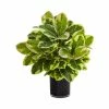 Coupon β Nearly Natural Artificial Rubber Plant In Glossy Cylinder - Real Touch Green π 2 Coupon β Nearly Natural Artificial Rubber Plant In Glossy Cylinder - Real Touch Green π -Deals Touch Store unnamed file 393
