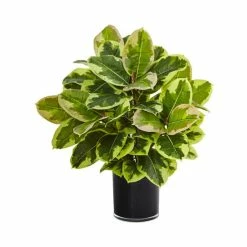 Coupon β Nearly Natural Artificial Rubber Plant In Glossy Cylinder - Real Touch Green π