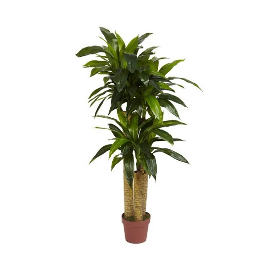 Budget β€οΈ Nearly Natural 4' Corn Stalk Dracaena Real Touch Plant Green π 3 Budget β€οΈ Nearly Natural 4' Corn Stalk Dracaena Real Touch Plant Green π