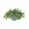 Wholesale 😀 Nearly Natural 19” Watermelon Peperomia Artificial Plant In Green Vase (Real Touch) 🧨