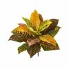 Hot Sale 💯 Nearly Natural 21” Garden Croton Artificial Plant (Real Touch) (Set Of 4) Mixed 🛒