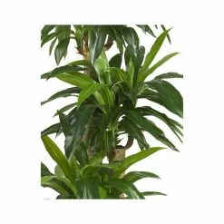 Discount ✔️ Nearly Natural 57 Corn Stalk Dracaena Real Touch Plant Green 🥰 -Deals Touch Store unnamed file 522