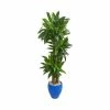 Buy 👍 Nearly Natural 6' Cornstalk Dracaena Artificial Plant In Blue Planter - Real Touch Green ✨ -Deals Touch Store unnamed file 535