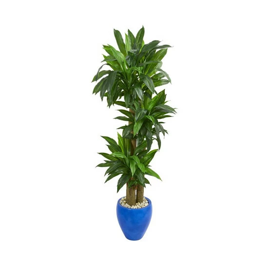 Buy π Nearly Natural 6' Cornstalk Dracaena Artificial Plant In Blue Planter - Real Touch Green β¨ 3 Buy π Nearly Natural 6' Cornstalk Dracaena Artificial Plant In Blue Planter - Real Touch Green β¨