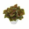 Cheap ⌛ Nearly Natural Coleus Artificial Plant In White Planter (Real Touch) Green 🎁 -Deals Touch Store unnamed file 550