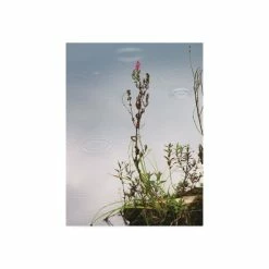 Budget 😉 Trademark Global Kurt Shaffer Photographs A Touch Of Purple In The Rain Canvas Art - 27 X 33.5 Multi 😍