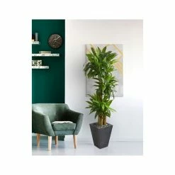 Hot Sale 🤩 Nearly Natural 5.5' Cornstalk Dracaena Artificial Plant In Slate Planter - Real Touch Green 👏 -Deals Touch Store unnamed file 609