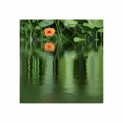 Deals π Trademark Global Beata Czyzowska Young BC A Touch Of Orange Canvas Art - 19.5 X 26 Multi π